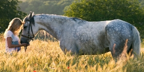 Trust-your-Horse Pferdevermittlung